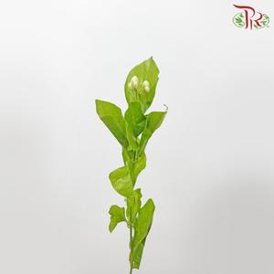 Jasmine Flower - White (Per Bunch)-White-China-prflorist.com.my