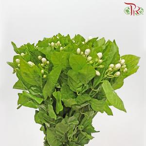 Jasmine Flower - White (Per Bunch)-White-China-prflorist.com.my