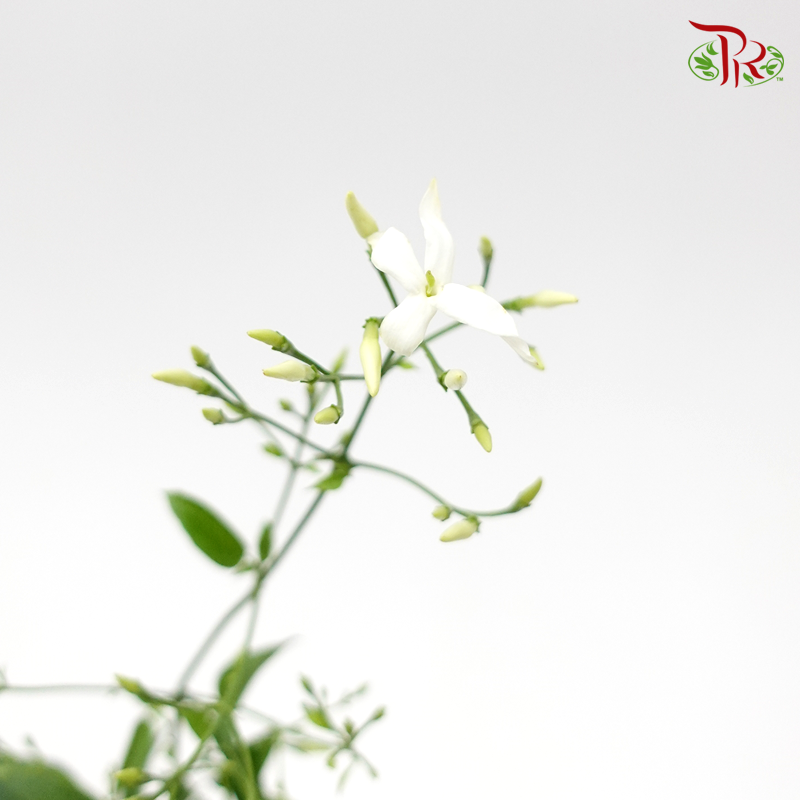 Jasmine Officinale (Per Bunch)-Netherland-prflorist.com.my