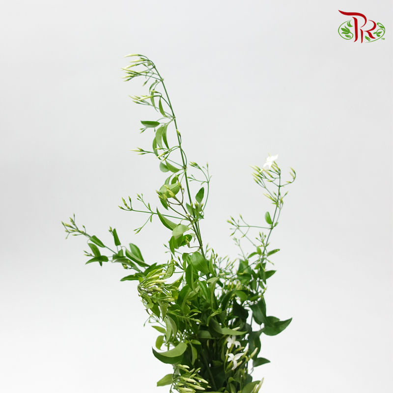 Jasmine Officinale (Per Bunch)-Netherland-prflorist.com.my