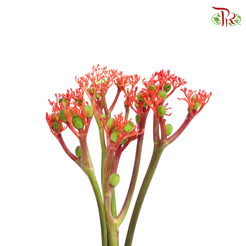 Jatropho Firecrack (10 Stems)-Red-Netherland-prflorist.com.my