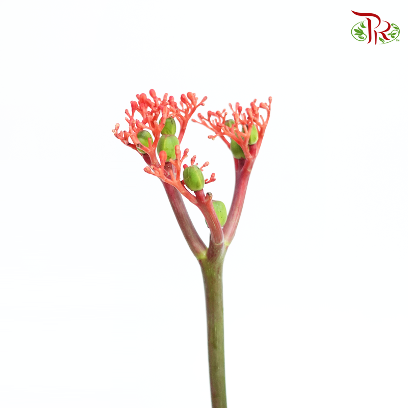Jatropho Firecrack (10 Stems)-Red-Netherland-prflorist.com.my