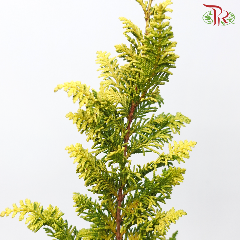 Jinye Fengwei《金叶凤尾》