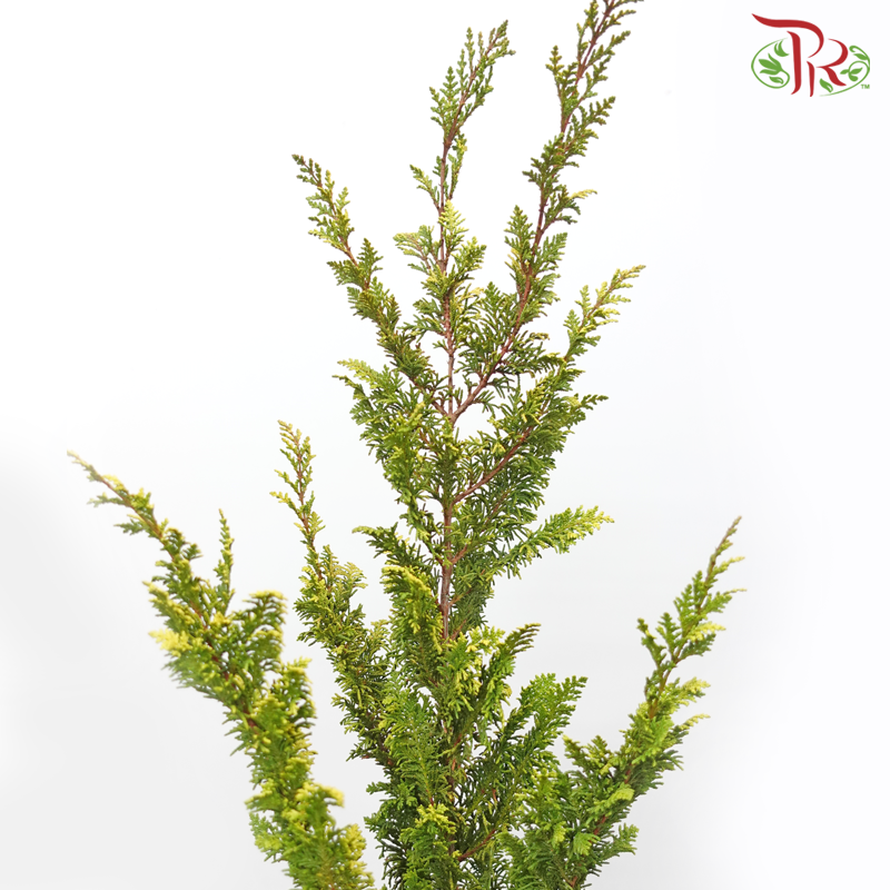 Jinye Fengwei《金叶凤尾》