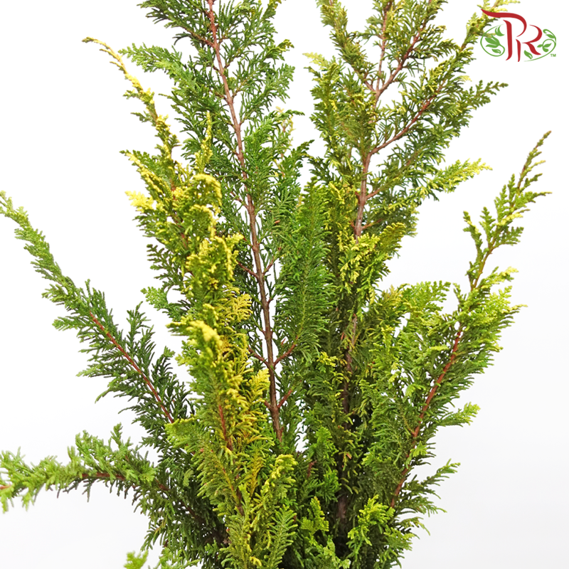 Jinye Fengwei《金叶凤尾》