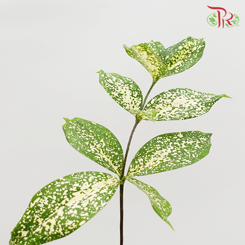 Johor Leaf (Florida Beauty)-Malaysia-prflorist.com.my