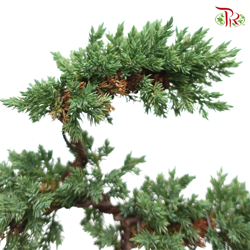 Juniperus 5L《真柏》