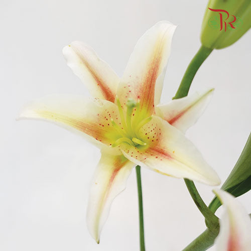 Lily Oriental Light Pink 2 & 3 & 4+ - (5 Stems) - Pudu Ria Florist