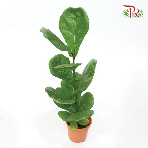 Ficus Lyrata《琴叶榕》(30cm / 40cm) - Pudu Ria Florist
