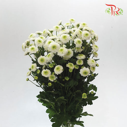 Pom Pom - Florini Doria White (10 Stems) - Pudu Ria Florist