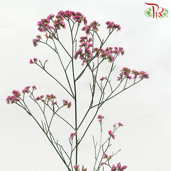 Limonium - Pink (5 Stems) - Pudu Ria Florist