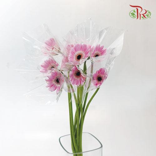 Gerbera - Light Pink (9-10 Stems) - Pudu Ria Florist