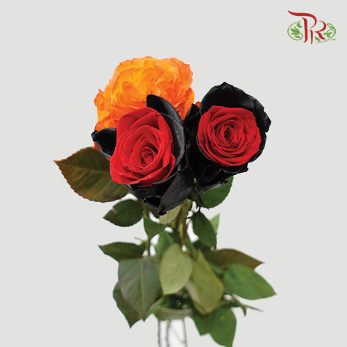 Ceres Rose - Mix Halloween 2 (10 Stems) - Pudu Ria Florist