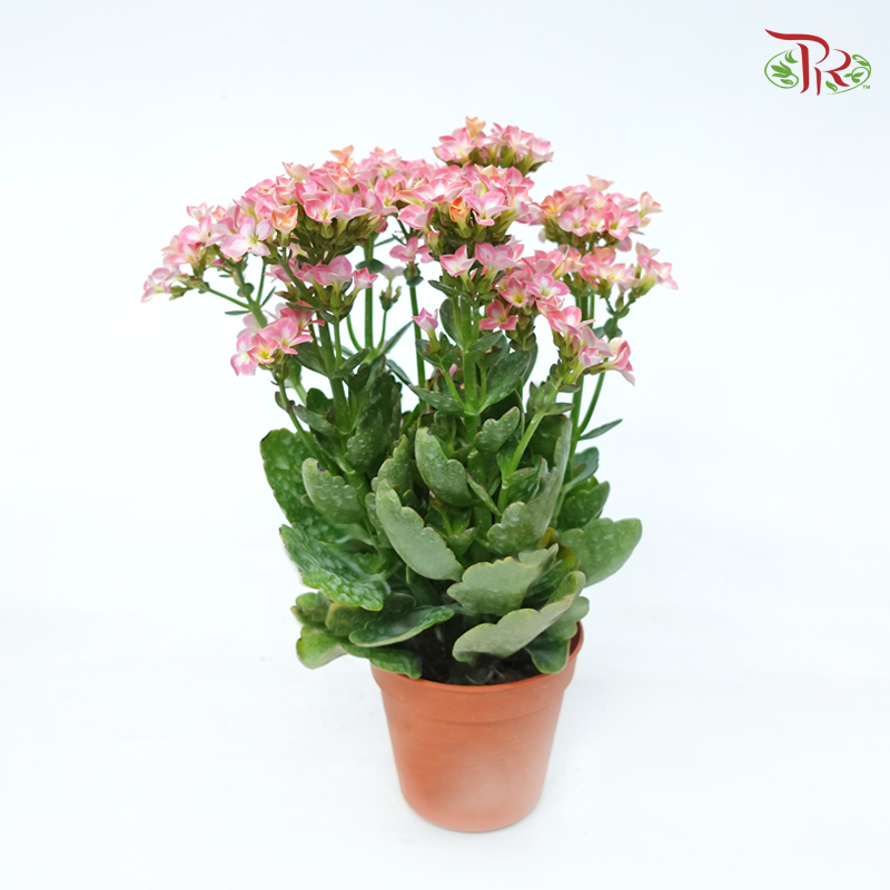 Kalanchoe P105《长寿花》 (Random Color)