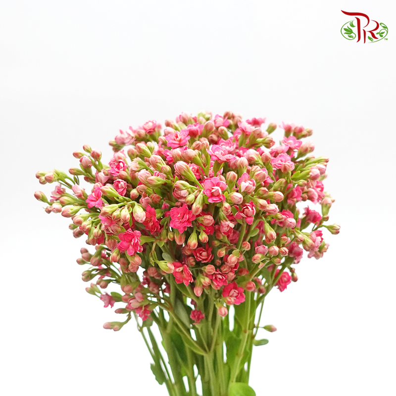 Kalanchoe - Pink (5 Stems)-Vietnam-prflorist.com.my