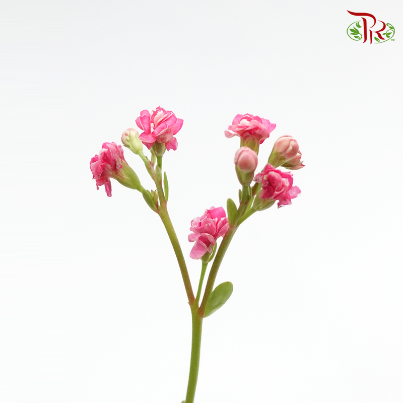 Kalanchoe - Pink (5 Stems)-Vietnam-prflorist.com.my