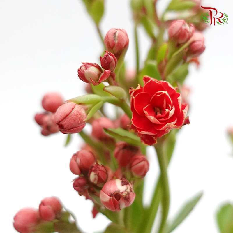 Kalanchoe - Red (5 Stems)-Vietnam-prflorist.com.my