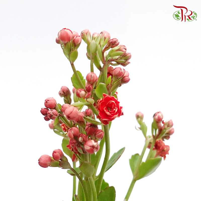 Kalanchoe - Red (5 Stems)-Vietnam-prflorist.com.my