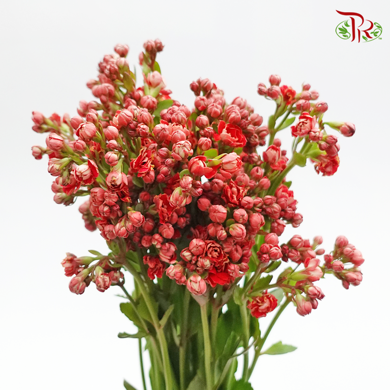 Kalanchoe - Red (5 Stems)-Vietnam-prflorist.com.my