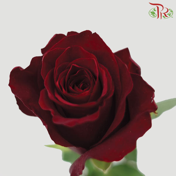 Rose - (MM) Red (5 Stems) - Pudu Ria Florist