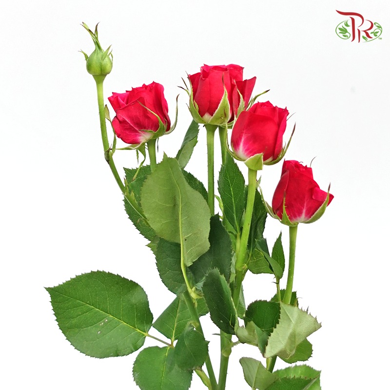Rose Spray- Dark Pink (10 Stems) - Pudu Ria Florist