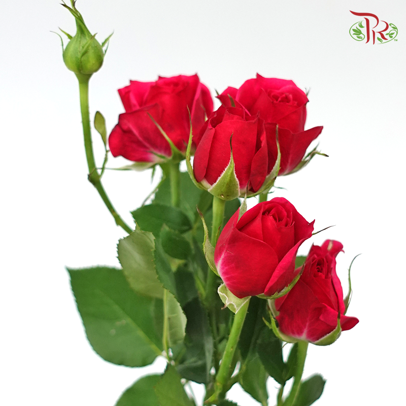 Rose Spray- Dark Pink (10 Stems) - Pudu Ria Florist