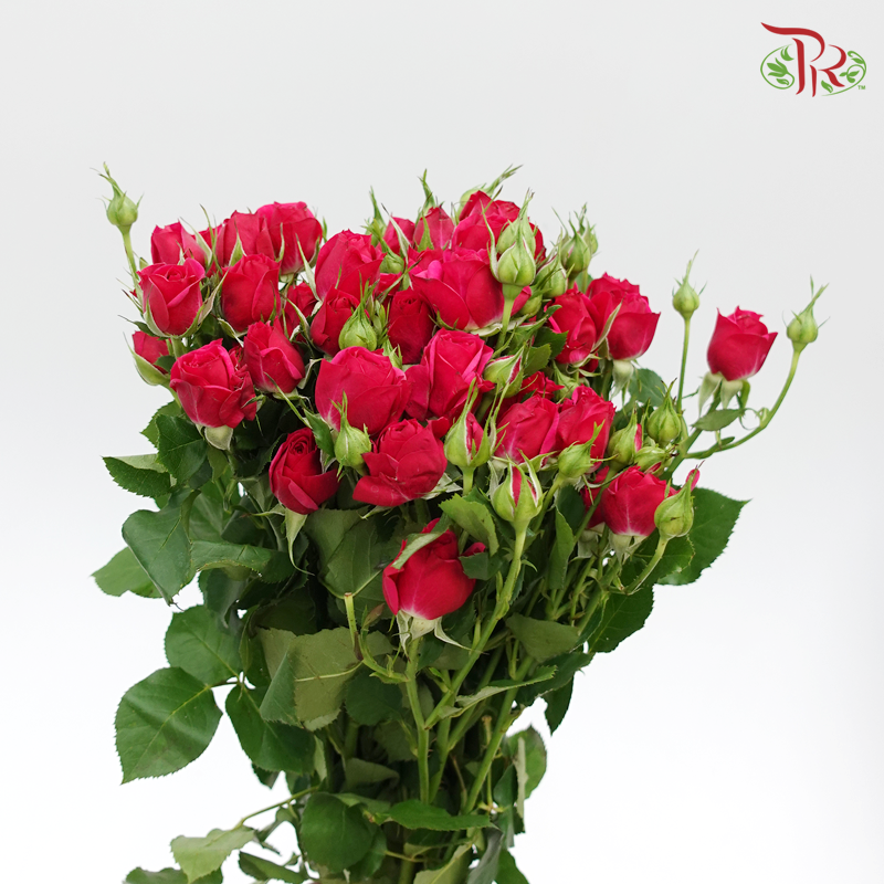 Rose Spray- Dark Pink (10 Stems) - Pudu Ria Florist