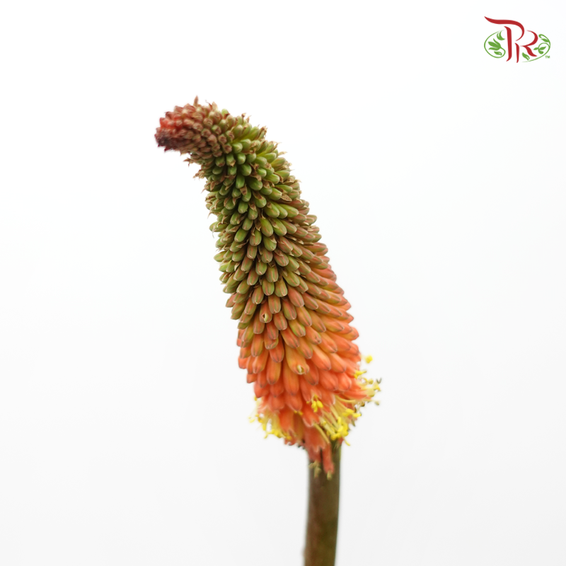 Kniphofia Uvaria (Per Bunch)-China-prflorist.com.my