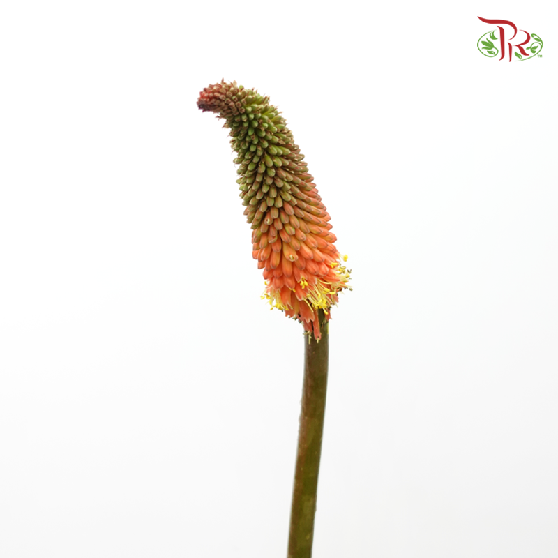 Kniphofia Uvaria (Per Bunch)-China-prflorist.com.my
