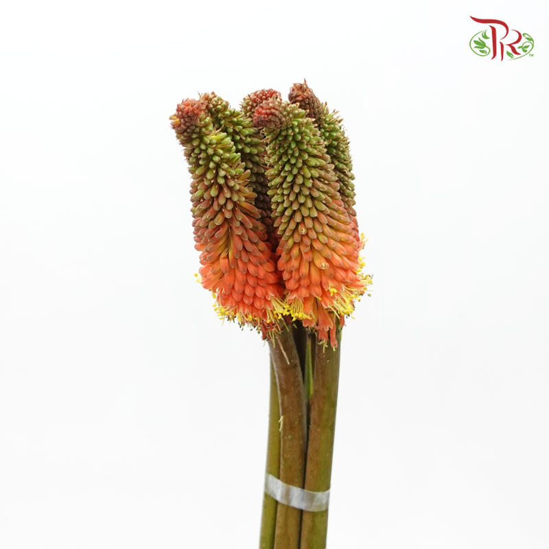 Kniphofia Uvaria (Per Bunch)-China-prflorist.com.my