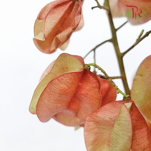 Koelreuteria Elegans - (3 Stems)-Import-prflorist.com.my