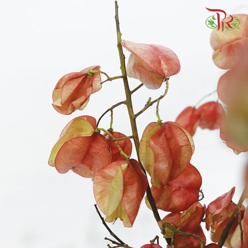 Koelreuteria Elegans - (3 Stems)-Import-prflorist.com.my