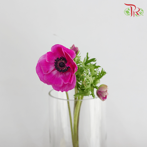 Anemone Marianne - Pink (5 Stems) - Pudu Ria Florist