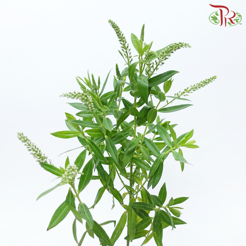 Lanthron - White With Purple Heart (Per Bunch)-White With Purple Heart-China-prflorist.com.my