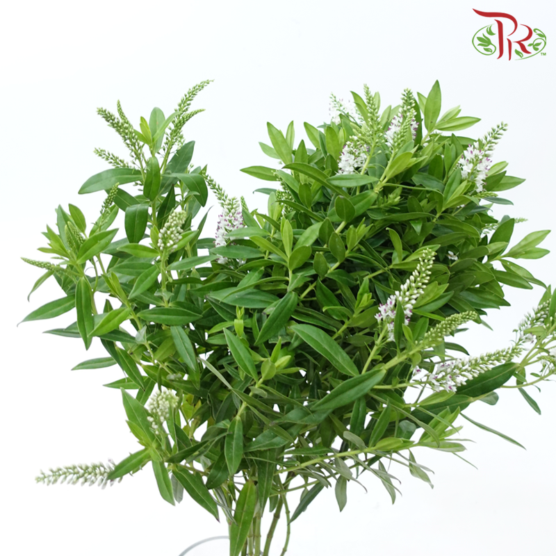 Lanthron - White With Purple Heart (Per Bunch)-White With Purple Heart-China-prflorist.com.my