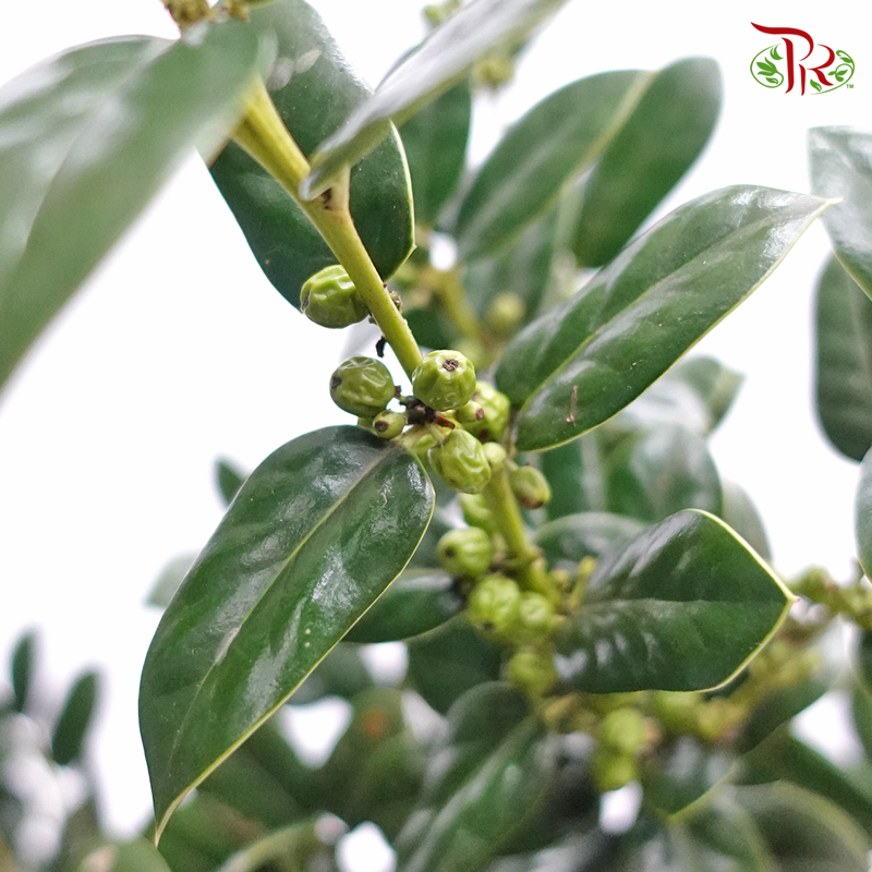 Laurocerasus Aquifoliodes (Per Bunch)-Import-prflorist.com.my