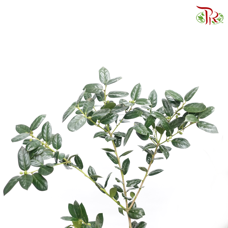 Laurocerasus Aquifoliodes (Per Bunch)-Import-prflorist.com.my