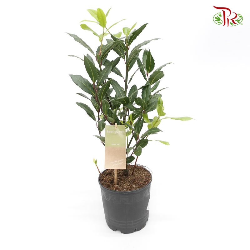 Laurus Nobilis 《月桂》40cm-Pudu Ria Florist-prflorist.com.my