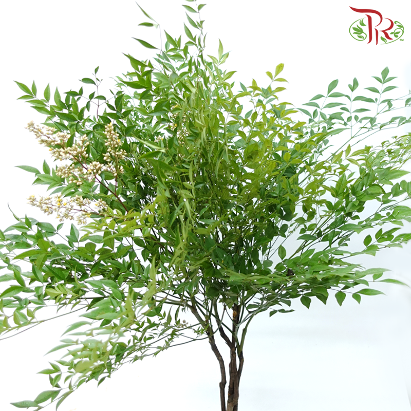 Leaf Yellow Tree Fruit - (Per Bunch)-China-prflorist.com.my