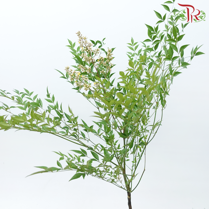 Leaf Yellow Tree Fruit - (Per Bunch)-China-prflorist.com.my