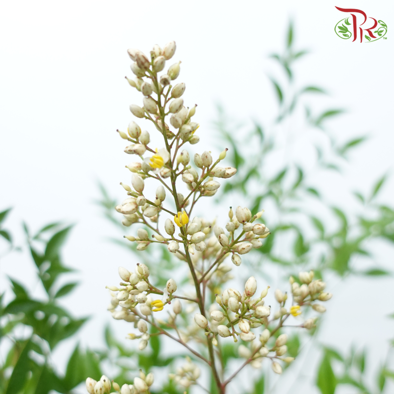 Leaf Yellow Tree Fruit - (Per Bunch)-China-prflorist.com.my