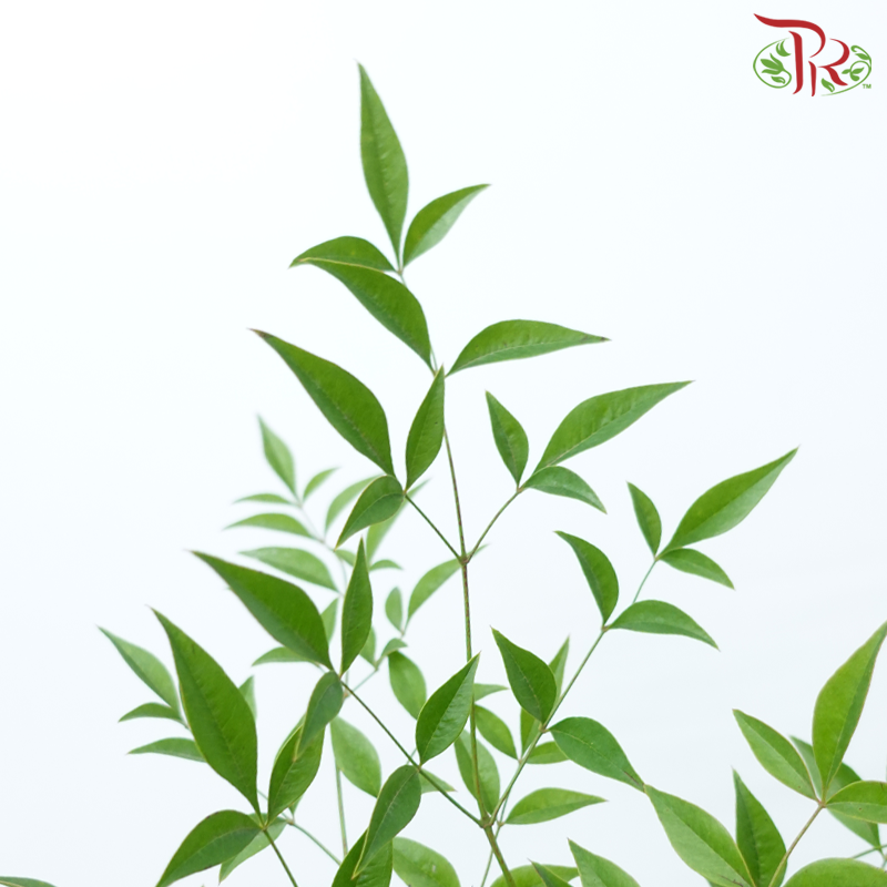 Leaf Yellow Tree Fruit - (Per Bunch)-China-prflorist.com.my