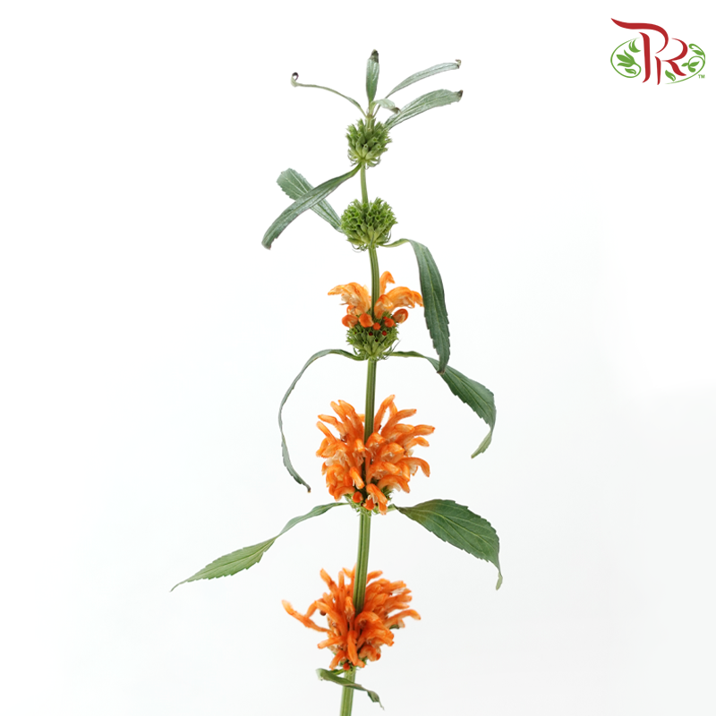 Leonotis Leonurus - Orange (5 Stems)-Orange-Netherland-prflorist.com.my