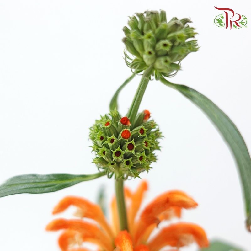 Leonotis Leonurus - Orange (5 Stems)-Orange-Netherland-prflorist.com.my