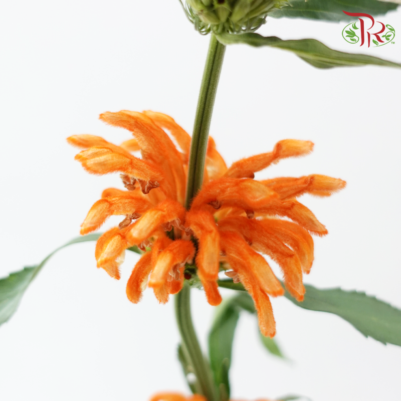 Leonotis Leonurus - Orange (5 Stems)-Orange-Netherland-prflorist.com.my