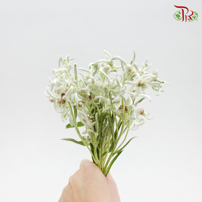 Leontopodium (5 Stems)-Netherland-prflorist.com.my