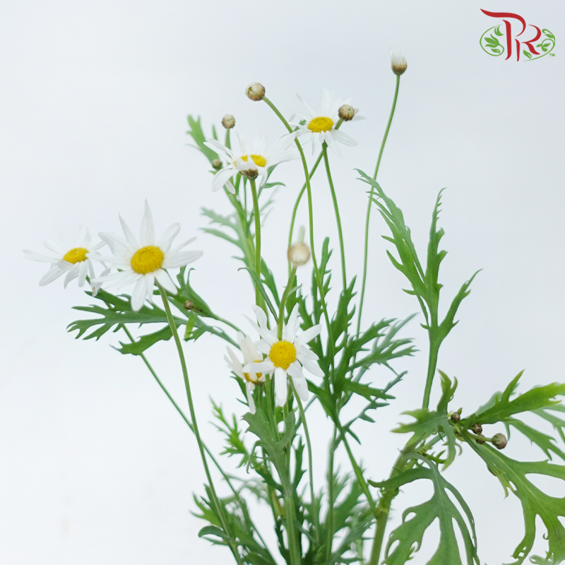 Leucanthemum - White (Per Bunch)-White-China-prflorist.com.my