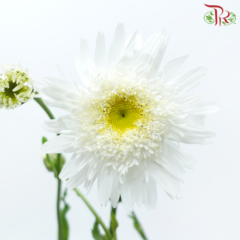 Leucanthemum - Wirral Supreme (5 Stems)-White-Netherland-prflorist.com.my
