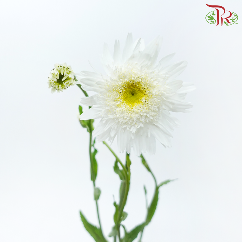 Leucanthemum - Wirral Supreme (5 Stems)-White-Netherland-prflorist.com.my