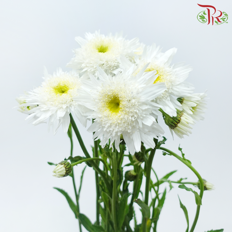 Leucanthemum - Wirral Supreme (5 Stems)-White-Netherland-prflorist.com.my